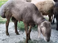 قوچ, Hissar sheep — عکس 6