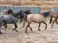 Էգ ձի, Ձիեր — լուսանկար 4
