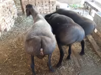 ஆண் ஆடு, ஆடுகள் — புகைப்படம் 6