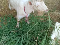 بز ماده, LaMancha goats — عکس 3