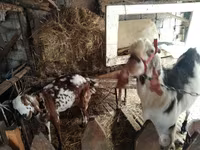 بز ماده, Beetal goats — عکس 1