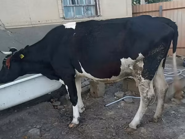 Ko, Holstein-race