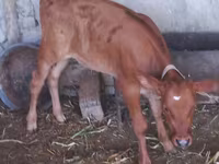 Vacă, Bovine — foto 6