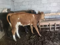 گاو نر, Simmental cattle — عکس 3