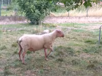 قوچ, Rouge de l’Ouest sheep — عکس 3