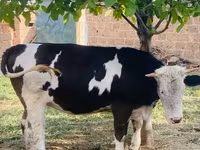 Үнээ, Simmental cattle — 1 зураг