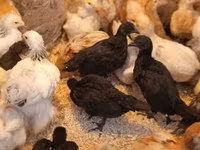 Ayam Cemani — zdjęcie 1