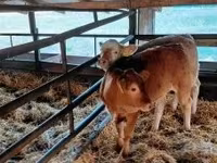 Bovini (lotto, sesso non specificato), Mucca limousine — foto 3