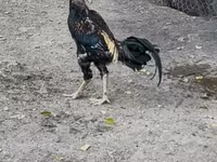 Chickens — عکس 6