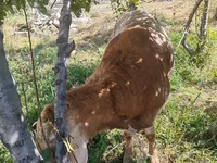 قوچ, گوسفند — عکس 1