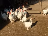 Chickens — foto 2
