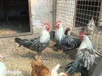 کوچین — عکس 2