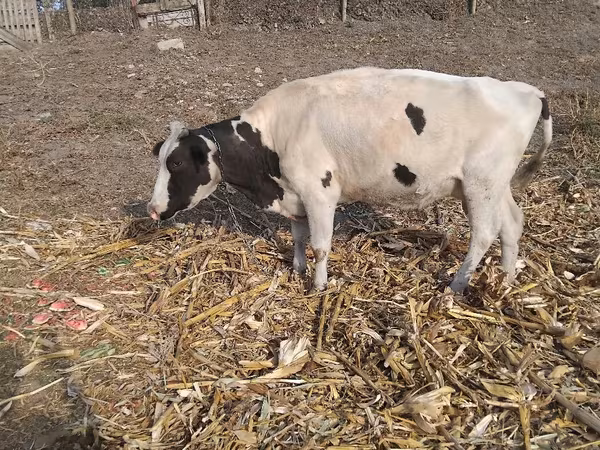 Корова, Russian Black pied cattle