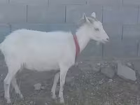 Dê cái, Saanen goat — ảnh 3