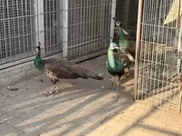 Chickens — photo 3