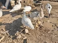 Ducks — foto 1