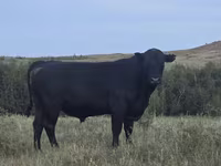 Bulle, Aberdeen-Angus — Foto 1