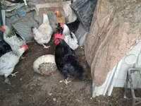 Chickens — عکس 3