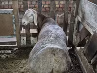 Vædder, Rhon sheep — foto 7