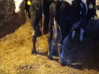 گاو نر, Simmental cattle — عکس 3