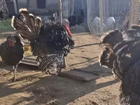 ብሮንዝ — ፎቶ 3