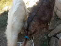 Kambing betina, Goats — foto 4