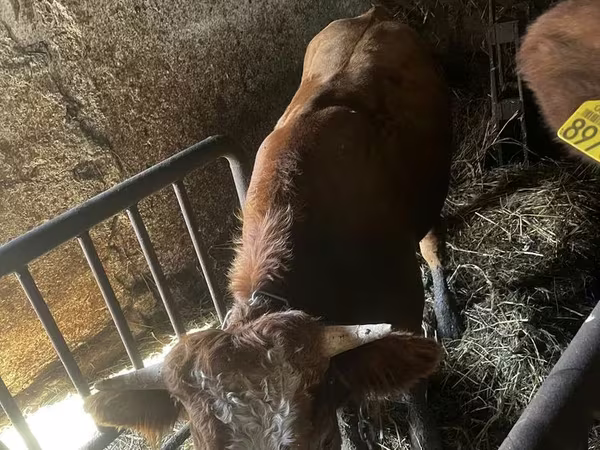 Bovinos (lote, sexo no especificado), Simmental cattle — Polonia