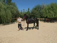 Cavallo, Friesian — foto 4
