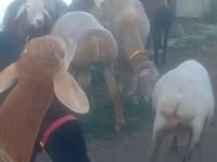Koyun, Edilbay sheep — foto 4