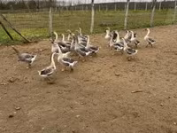 Geese — foto 7