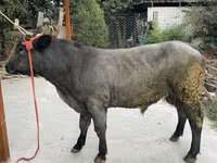 Ցուլ, Բելգիական կապույտ — լուսանկար 5