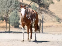 ცხენი, American paint horse — ფოტო 6