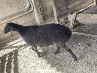 公羊, Rhon sheep — 照片 1