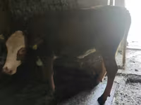 Lembu betina, Hereford — foto 2