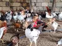 Chickens — 3-rasm