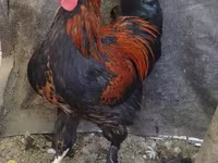 Chickens — عکس 3