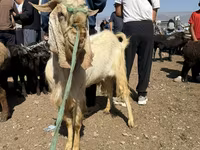 Ziegenbock, Damask goat — Foto 5