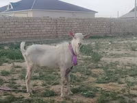 Koza, Saanen goat — zdjęcie 2
