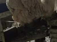 براهما — عکس 3