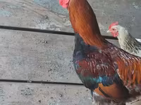 ڈربی شائر ریڈکیپ — تصویر 2