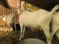 Koza, Saanen goat — foto 3