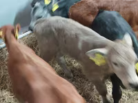 Bull, Cattle — photo 2