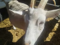 بز ماده, Saanen goat — عکس 1