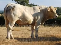 Býk, Charolais cattle — foto 1