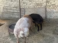 Vædder, Arashan sheep — foto 5