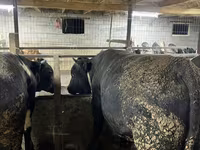 วัวตัวผู้, Swiss cattle — รูปภาพ 5