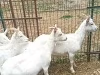Chèvre, Saanen goat — photo 3