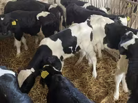 ወንድ በሬ, Holstein breed — ፎቶ 6