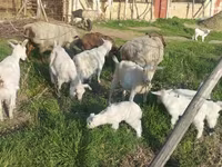 بز ماده, بز — عکس 8