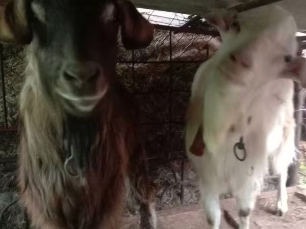 بز نر, Saanen goat